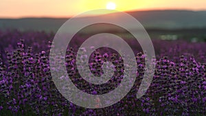 Lavender field in Provence, France. Blooming purple fragrant lavender flowers. Growing lavender sways in the wind over