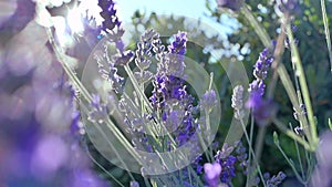 Lavender field in Provence, France. Blooming Violet fragrant lavender flowers. Growing Lavender swaying on wind over