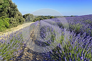 Lavender field in Provence region in France