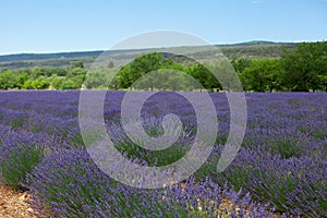 Lavender field in Provence region, in France