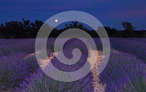 Lavender field in Provence under the moonlight