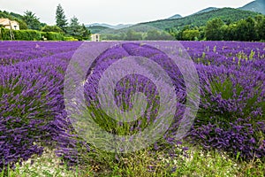 Lavender field in Province