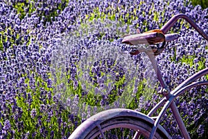 Lavender Field with Purple Vintage Bicycle