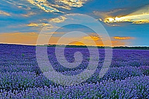 Lavender field ray of sunlight through clouds Bulgaria