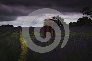 Red Telephone box in lavender field as rain pours down