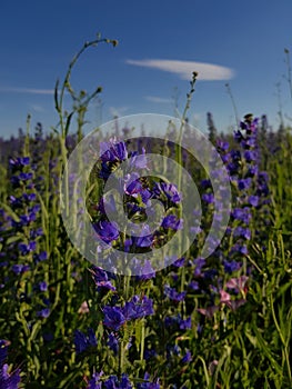 Lavender field in the Republic Bashkortostan