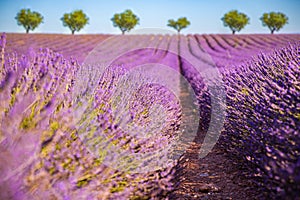 Lavender field rows with blurred tree line in summer landscape. Idyllic scenic