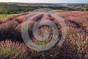 Lavender Field Rows in Evening Light