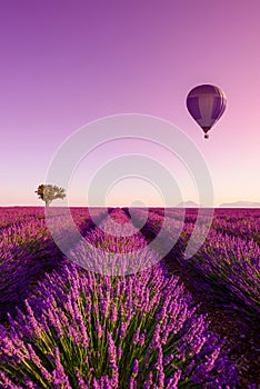 Lavender field rows at sunrise hot air balloon and lonely tree at Valensole