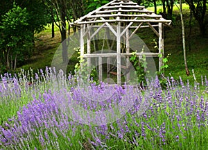 Lavender in a field with with a rustic trellis in the background