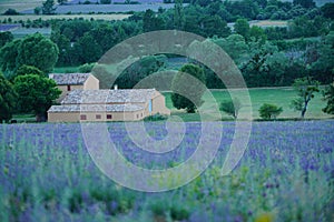 Lavender Field in Sault