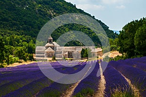 Lavender Field in Senanque Abbey in Provence, France