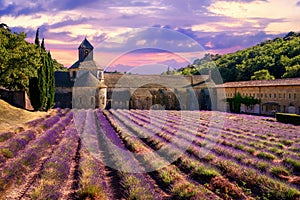 Lavender field in Senanque monastery, Provence, France