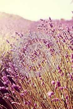 Lavender field during senset