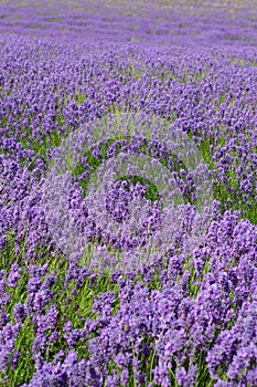 Lavender field with shallow depth of field photo