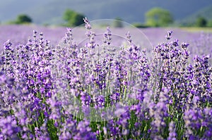 Lavanda 