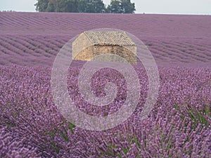 Lavender field with stone house