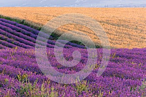 Lavender field straight beautiful rows. Rural Provence. The cultivation of lavender