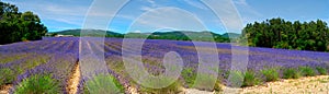 Lavender field at summer