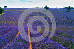 Lavender field at summer