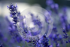 Lavender Field in the summer. Aromatherapy. Nature Cosmetics. Close up