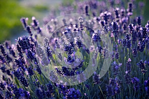 Lavender Field in the summer. Aromatherapy. Nature Cosmetics. Close up