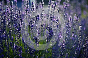 Lavender Field in the summer. Aromatherapy. Nature Cosmetics. Close up