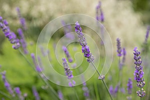 Lavender Field in the summer. Aromatherapy. Nature Cosmetics. Gardening.Lavender bushes on field. Sun gleam over purple
