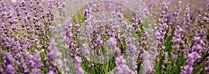 Lavender Field in the summer. Aromatherapy. Nature Cosmetics