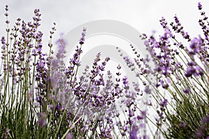 Lavender Field in the summer. Aromatherapy. Nature Cosmetics