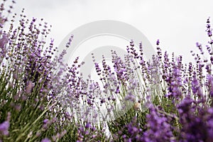 Lavender Field in the summer. Aromatherapy. Nature Cosmetics