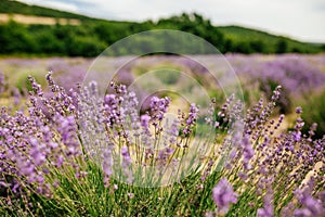 Lavender Field in the summer. Aromatherapy. Nature Cosmetics