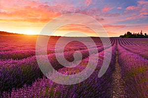 Lavender field in summer countryside,Provence,Franc