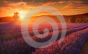 Lavender field in summer countryside,Provence,Franc