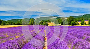 Lavender field in summer countryside,Provence,France