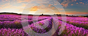 Lavender field in summer countryside,Provence,France