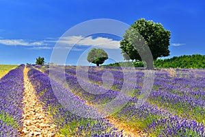 Lavender field in summer countryside,Provence,France