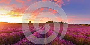 Lavender field in summer countryside,Provence,France