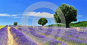 Lavender field in summer countryside,Provence,France