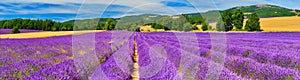 Lavender field in summer countryside,Provence,France