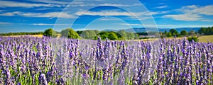 Lavender field in summer countryside,Provence,France