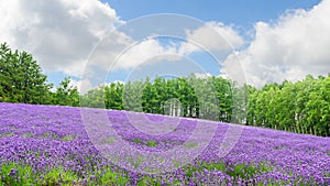 Lavender field in summer at furano hokkaido