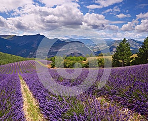 Lavender field Summer landscape photo