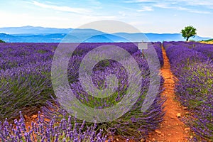 Lavender field summer landscape near Sault