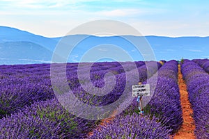 Lavender field summer landscape near Sault