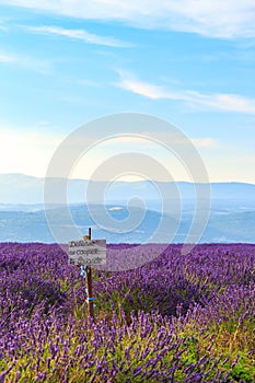 Lavender field summer landscape near Sault