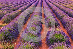 Lavender field summer landscape near Sault