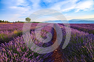 Lavender field summer landscape near Sault