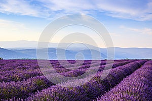 Lavender field summer landscape near Sault