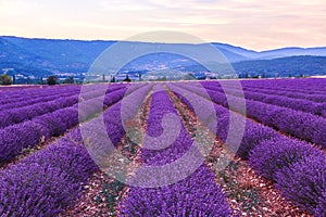 Lavender field summer landscape near Sault